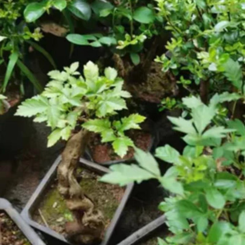 绿植盆栽老树桩阳台观叶开花提根净化空气赤楠紫薇映山红等盆景