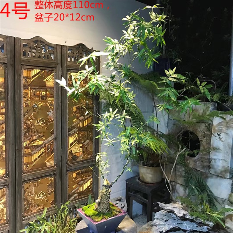 文人小叶簕竹阳台室内外桌面勒竹熟树桩绿植庭院花园盆景茶馆盆栽