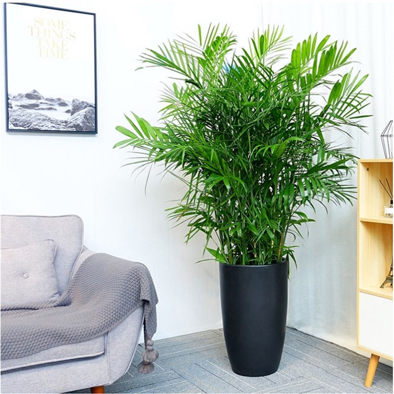 夏威夷竹子盆栽凤尾竹散尾葵室内客厅大型绿植盆景植物富贵椰子树