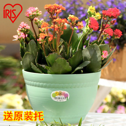 爱丽思IRIS 多肉植物花盆室内树脂塑料彩色圆型简约创意磨砂花盆