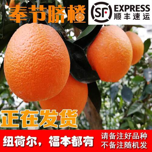 重庆奉节脐橙纽荷尔福本72-1新鲜带叶现摘水果橙子10斤20甜鲜礼盒