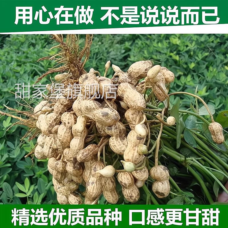 2024年新水煮花生晒干原味白晒奶香带壳农家盐咸干日晒花生零食