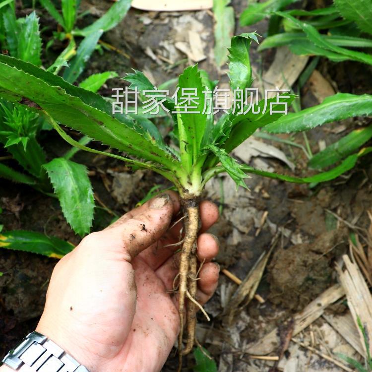 带根老缅芫荽500克可种新鲜有根大香菜刺芹货量少精品蔬菜1斤