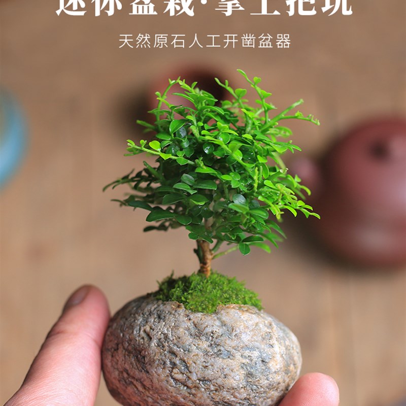 小叶九里香盆栽天然石头微型盆景室内老桩花卉绿植桌面观叶植物