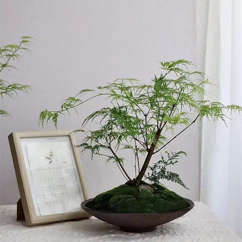 红枫树苗盆栽花卉庭院阳台别墅风景耐热抗寒四季盆景抗病植物