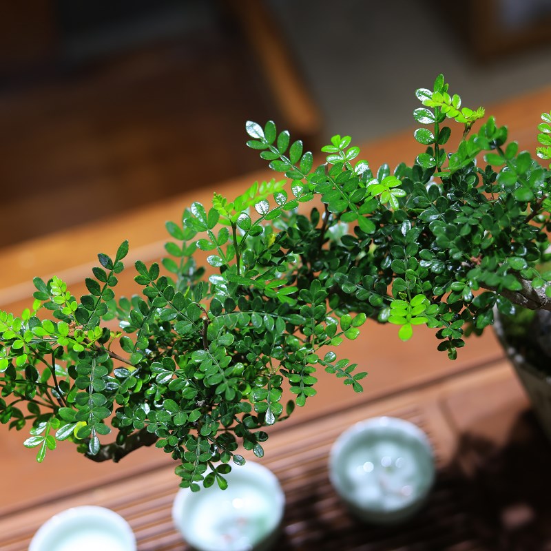 清香木盆栽绿植室内客厅办公室桌面造型盆景植物茶几摆件胡椒木