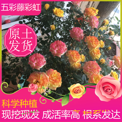 爬藤蔷薇  滕彩虹 月季  多花蔷薇带花苞 爬藤月季欧月 四季开花