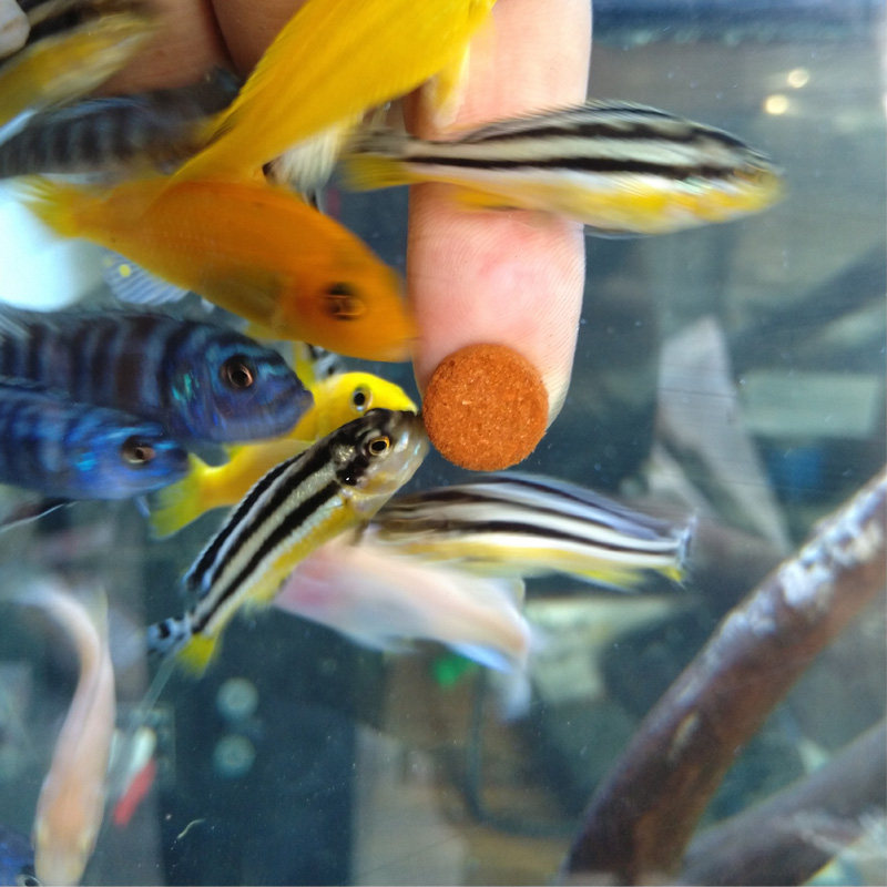 小型热带鱼饲料贴片鱼粮片状颗粒孔雀灯科斗鱼开口通用观赏鱼鱼食,宠物/宠物食品及用品,观赏鱼饲料,淘宝优惠券,粉丝福利购,淘宝优惠卷