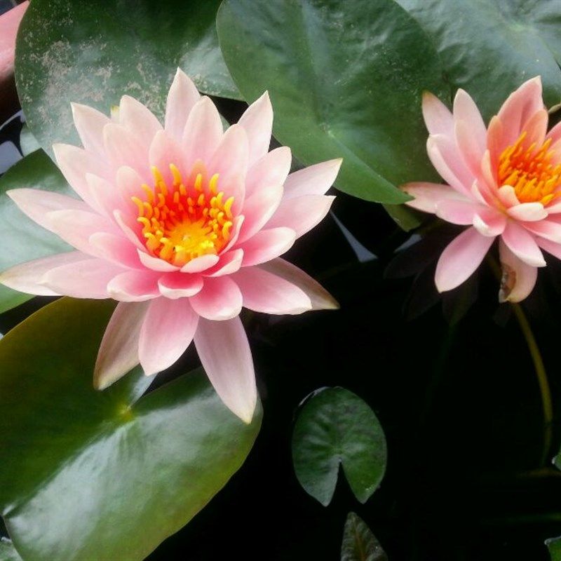 四季水养迷你荷花小型睡莲根块根茎睡莲花碗莲水培植物水生鱼缸养