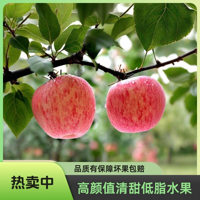延安洛川精品红富士苹果脆甜爽口不打蜡自然成熟脆甜多汁皮薄肉厚