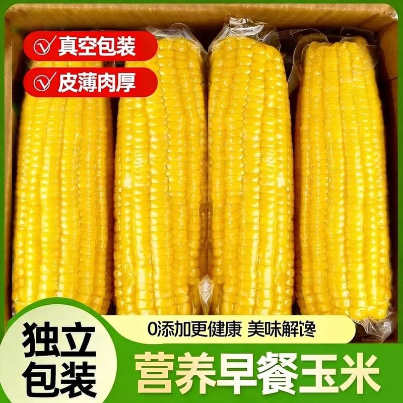 试吃2根新疆直发新疆知春寒黄白糯玉米棒绿色真空250g*8根/箱