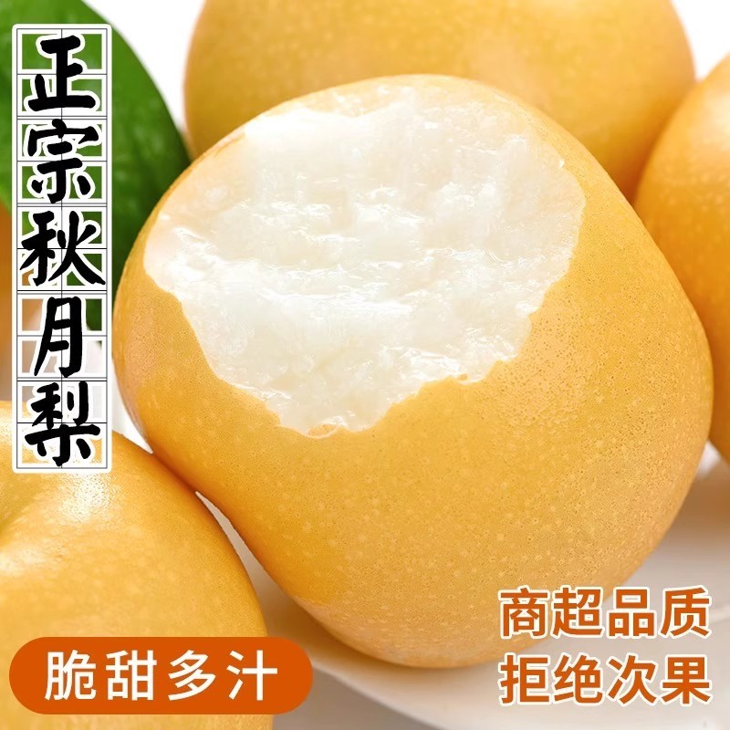 正宗山东秋月梨精选果现摘现发超大果脆甜多汁皮薄新鲜水果鲜1