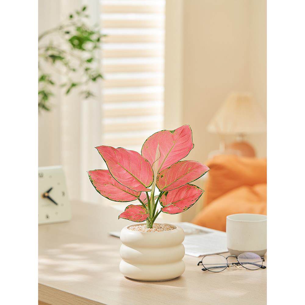 招财金钱木老桩发财树金钱树盆栽办公室内桌面绿植花卉四季好养活