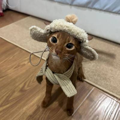 宠物猫咪帽子露耳朵飞机帽小型犬约克夏比熊泰迪头套冬季天保暖