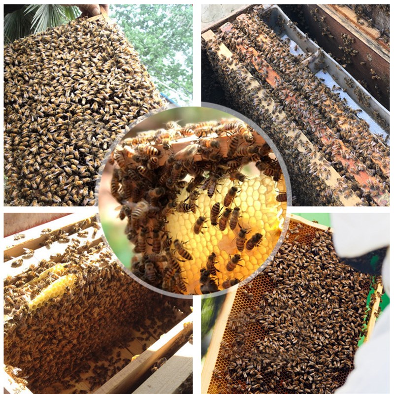 中意蜂成品带框巢础杉木标准养蜜蜂箱一体巢基脾框架全工具