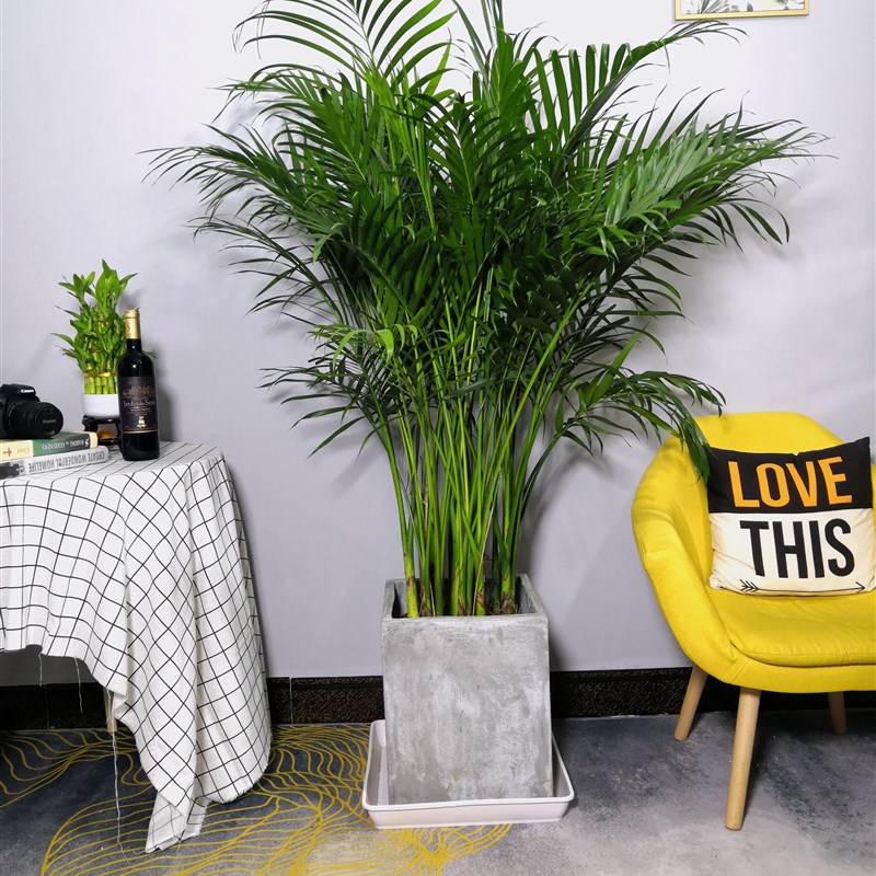 富贵椰子散尾葵凤尾竹盆栽办公室客厅室内四季常青大型绿植物包邮