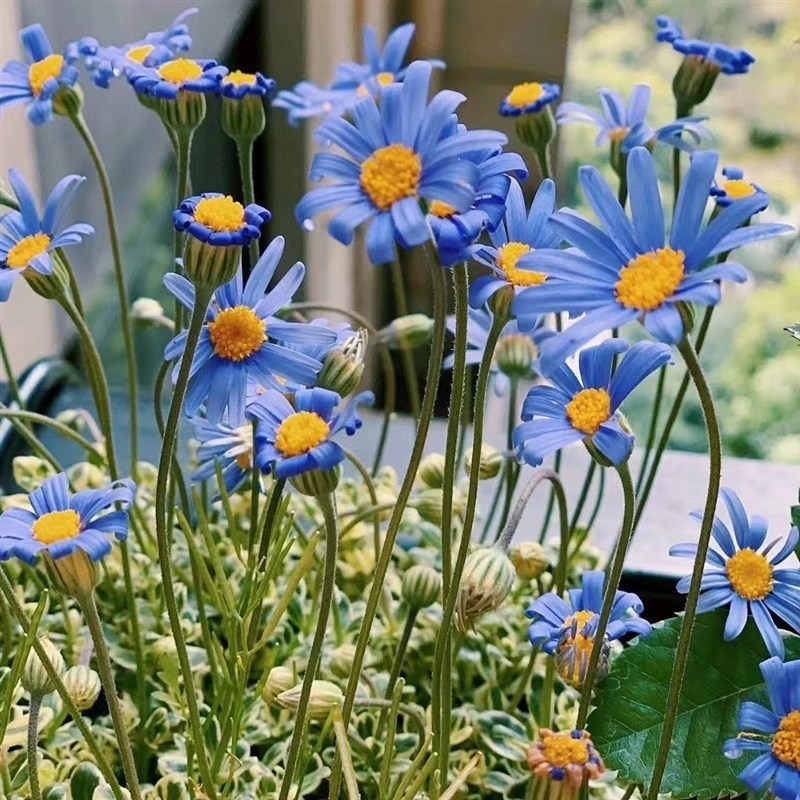 金叶花叶玛格丽特盆栽花苗庭院阳台多年生耐寒植物花卉雏菊费利菊