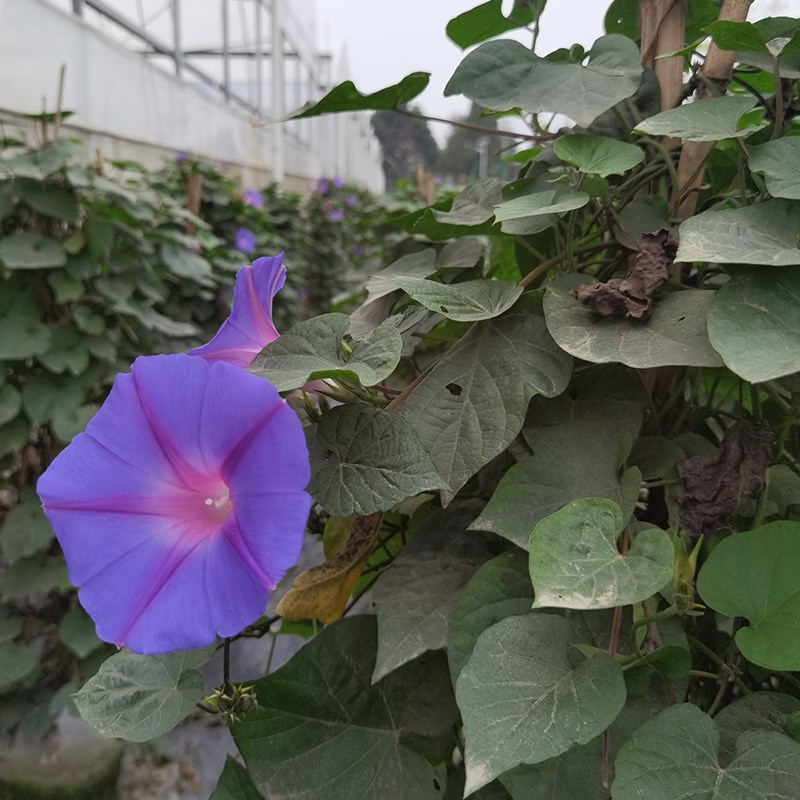 金叶子大花牵牛爬藤巨型爆花南北方耐寒耐热宿根拱门庭院好种易活