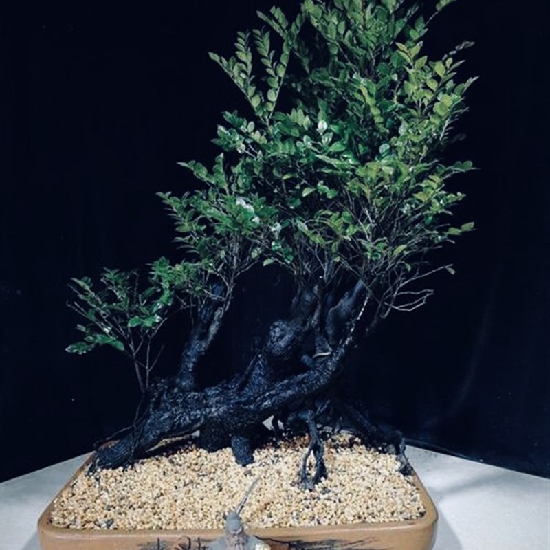 黑古茶小叶紫檀可嫁接金弹子盆景盆栽