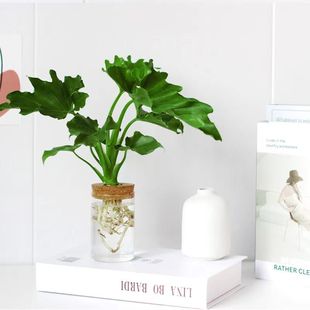 水培植物办公室桌面小盆栽水养室内春羽罗汉松绿萝绿植净化空气