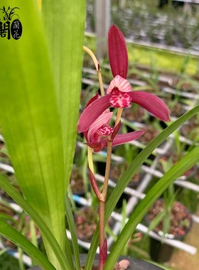 刘阁兰花苗 建兰高档紫色花暮山紫 夏带花苞出售室内花卉绿植盆栽