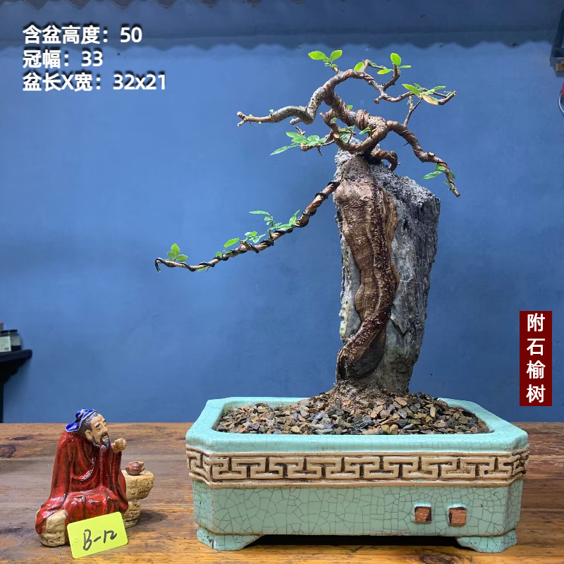 抱石榆树附石榆树老桩榆树老桩坨坨小叶榔榆榆树盆景造型怪桩盆景