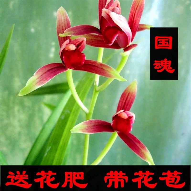 大国魂兰花苗带花苞正宗浓香型高档建兰醉红素名贵高档四季兰稀有