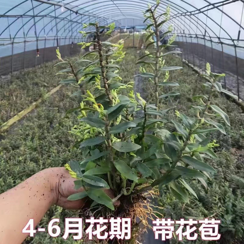 铁皮石斛苗开花植物可食用室内室外盆景绿植花卉带花盆鲜花园艺草