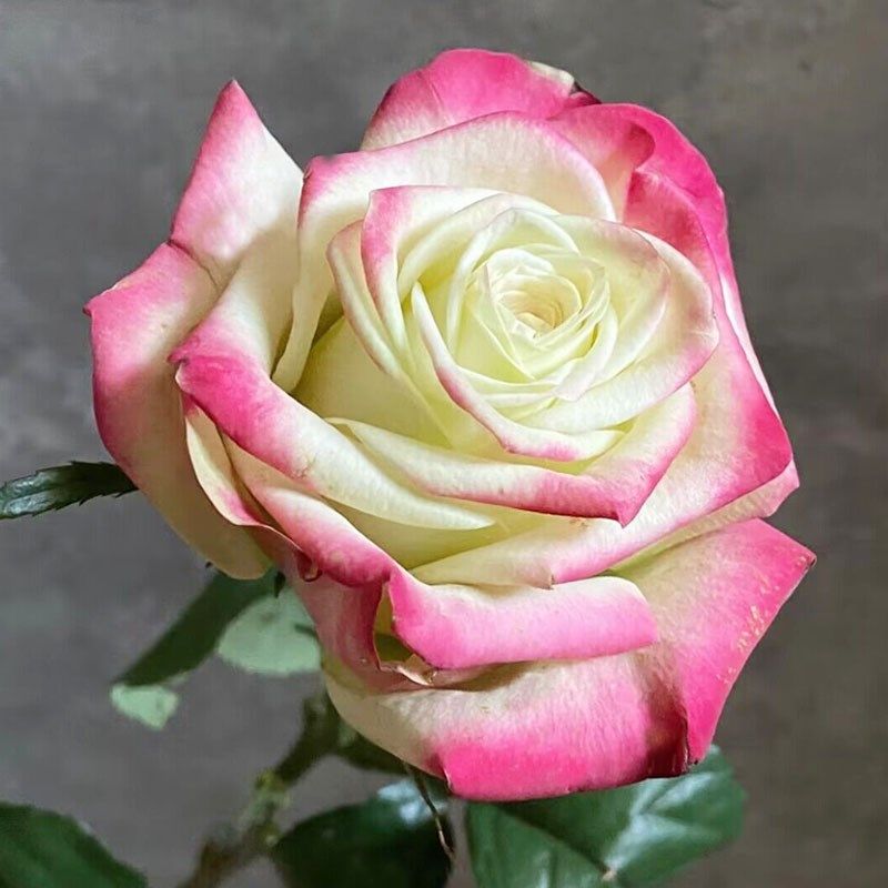 法拉女王月季花苗开花玫瑰四季盆栽花卉爬藤植物藤本蔷薇树苗绿植,鲜花速递/花卉仿真/绿植园艺,月季/蔷薇/玫瑰,淘宝优惠券,粉丝福利购,淘宝优惠卷