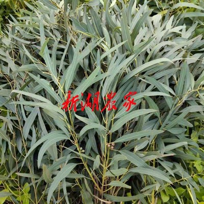 新鲜桉树叶 桉树枝蜜袋鼯磨牙棒 宠物用品 蜜袋鼯喜欢 桉树果干品