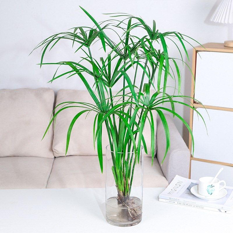 水培植物水竹水菖蒲风车草带根养鱼鱼缸旱伞曹室内绿植盆栽水养,鲜花速递/花卉仿真/绿植园艺,绿植,淘宝优惠券,粉丝福利购,淘宝优惠卷