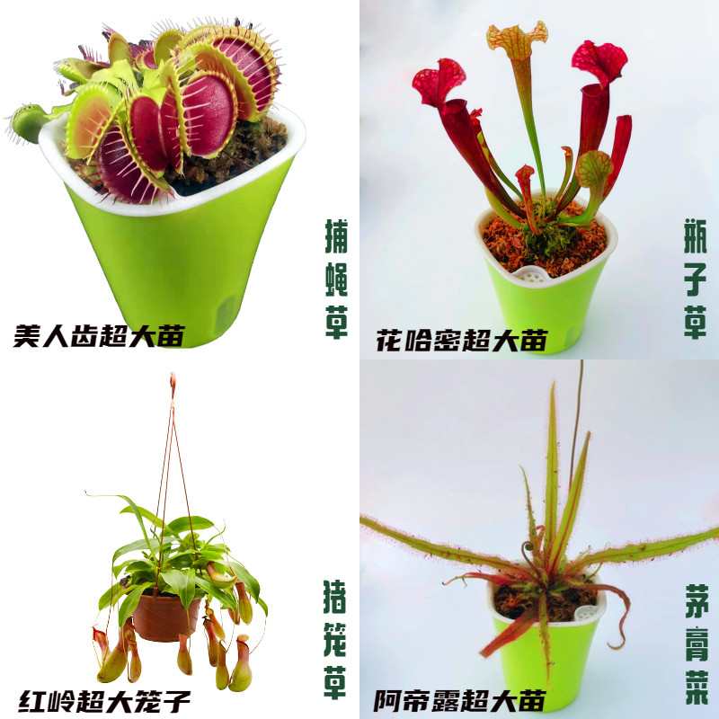 捕蝇草猪笼草食虫草植物食人花捕蚊草食蚊草超大捕虫草趣味盆栽