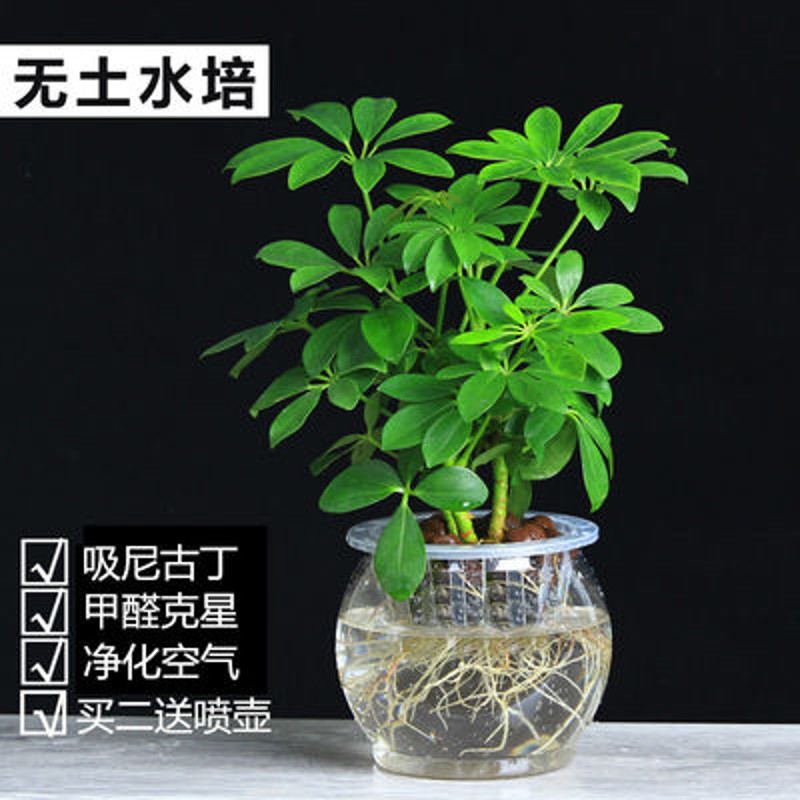 鸭脚木盆栽植物花卉室内客厅七叶莲八方来财四季常青绿植发财树