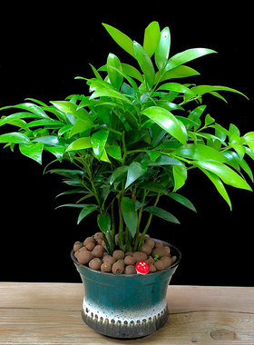 竹柏盆栽树苗室内植物平安竹桌面植物驱蚊虫花草四季青