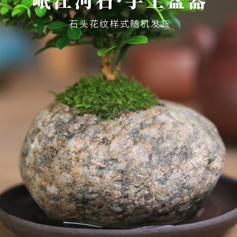 小叶九里香盆栽天然石头微型盆景室内老桩花卉绿植桌面观叶植物
