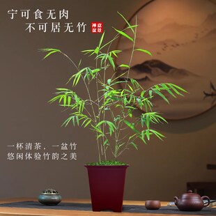 精品内门竹盆栽名贵门内竹室内庭院绿植四季常青好养易活竹子盆景