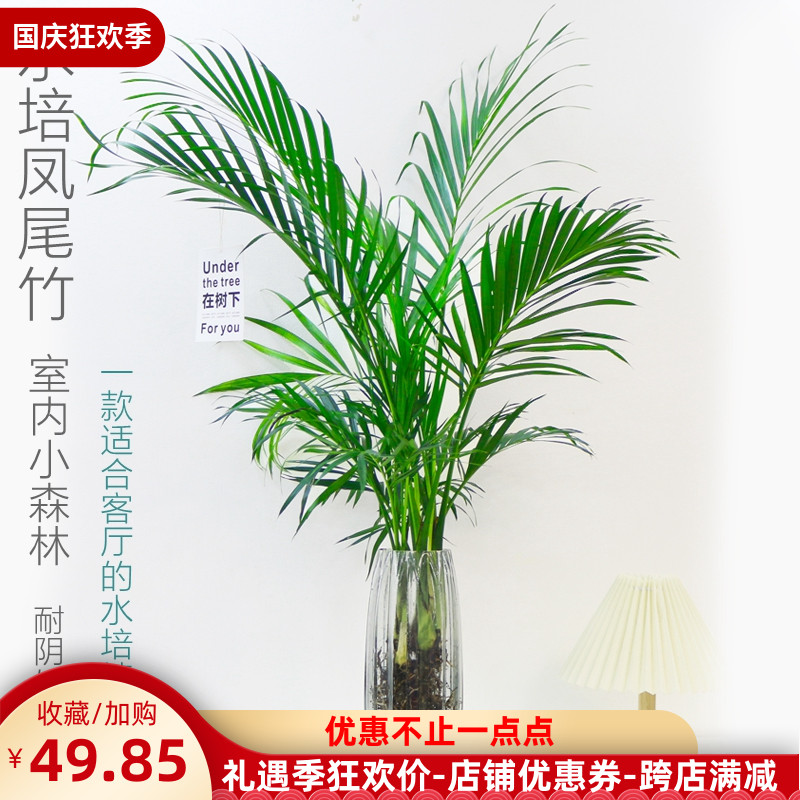 水培绿植凤尾竹大型散尾葵好室内盆栽养净化空气富贵椰子植物花卉