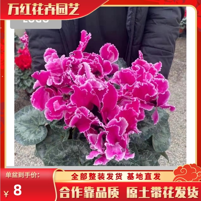 仙客来盆栽带花苞室内花卉重瓣迎客来四季开花好养大花苗观花植物