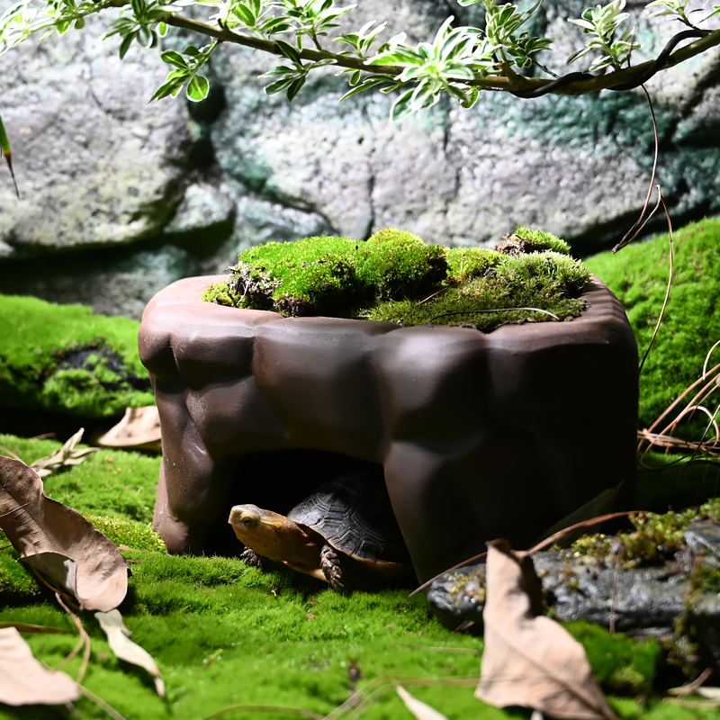 黄缘半水龟保湿蓄水躲避屋窝爬宠乌龟饲养箱造景天然陶瓷红陶洞穴