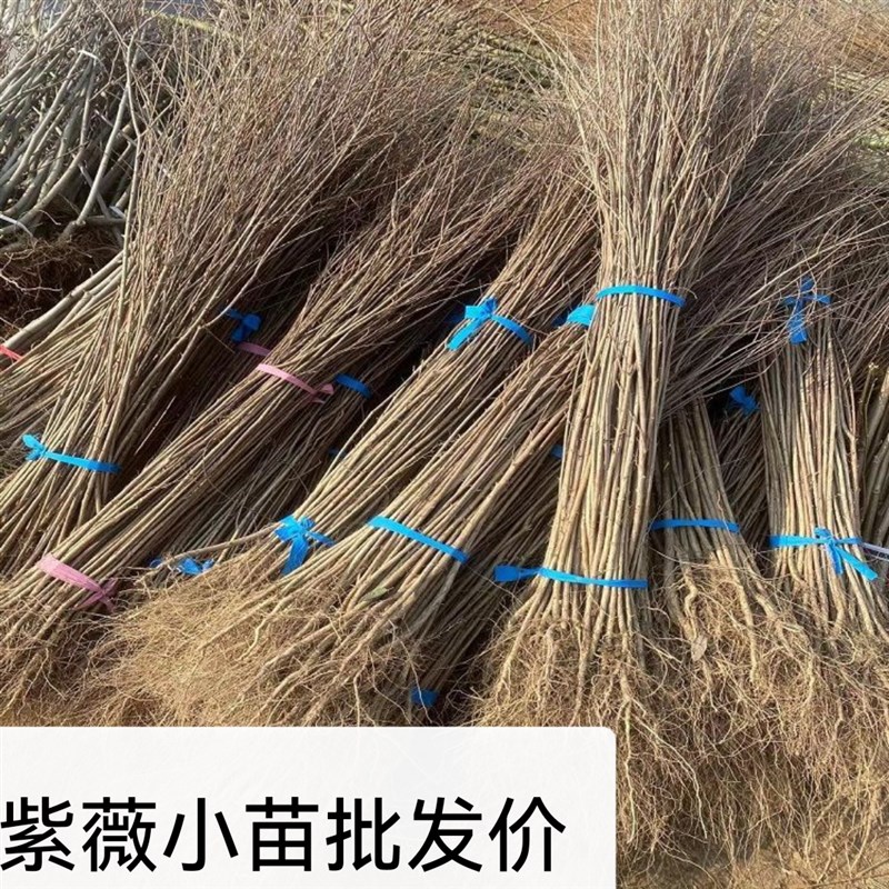 紫薇花树苗痒痒树无皮树百日红盆栽盆景花瓶M编织苗别墅庭院景观