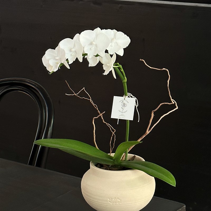 植物私生活 白天鹅纯白仙女蝴蝶兰厚花瓣独特小众品味开花盆栽
