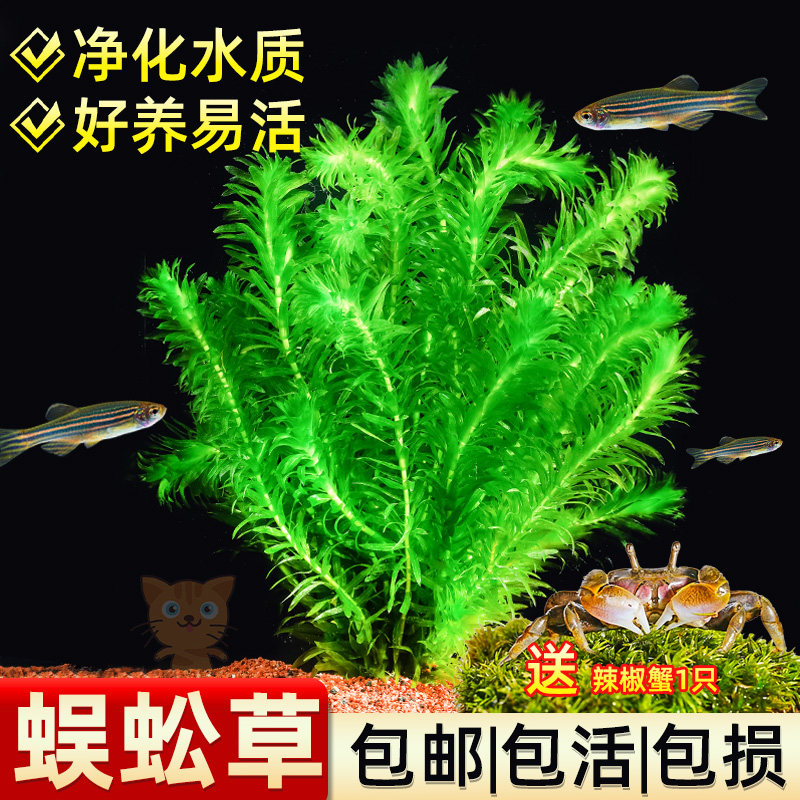 蜈蚣草绿菊浮萍水草新手阴性有茎类后景鱼缸装饰植物增氧净化水质,宠物/宠物食品及用品,桌面缸,淘宝优惠券,粉丝福利购,淘宝优惠卷