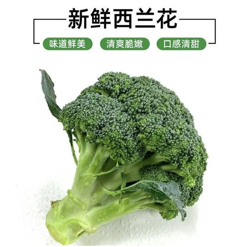 现砍现发露天种植农家自种应季西兰花新鲜蔬菜