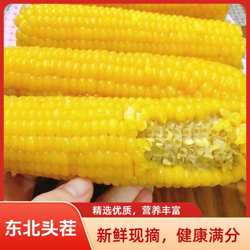 整箱8-9斤15棒含5棒试吃26年头茬东北真空黄玉米240-300克