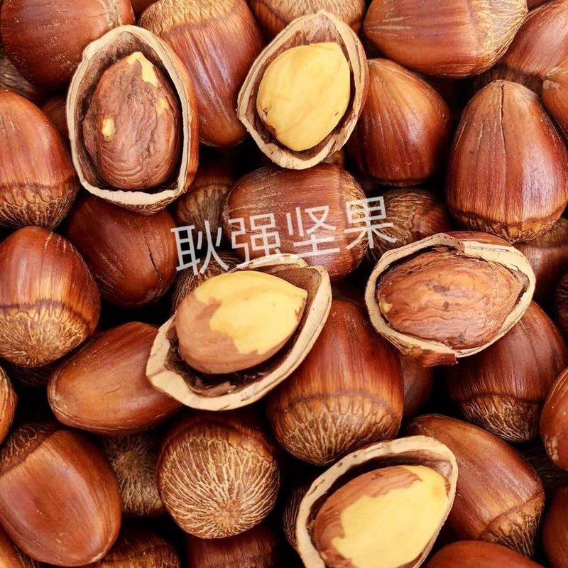 2026年新货 东北炒熟达维大果榛子,不开口送钳子支持试吃2两