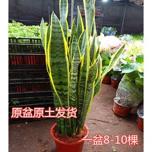 大型金边虎皮兰盆栽室内客厅阳台好养耐旱绿植盆栽原盆原土发货