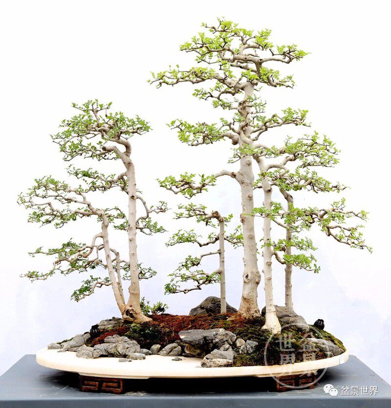 湖北京山对节白蜡树苗微型盆景素材生桩对接掌中宝盆景绿植榆树