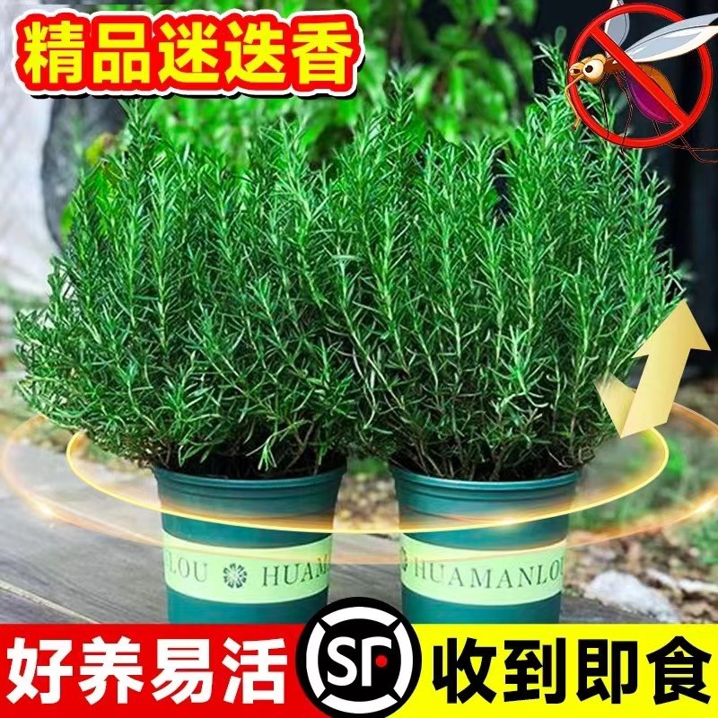 迷迭香苗盆栽可食用新鲜薄荷叶室内驱蚊绿植迷失香草夏日好养