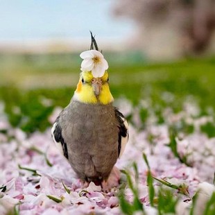 玄凤鹦鹉活鸟黄化珍珠原始灰手养亲人能学说话唱歌的半毛宠物雏鸟