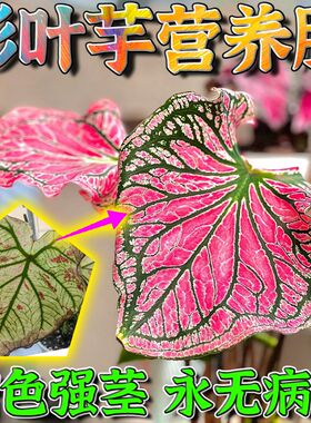 彩叶芋肥料观叶芋类植物专用肥彩芋种球盆栽营养液黄叶黑斑白粉病